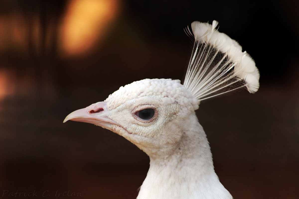 Albino Peacock, Reston Zoo, Reston, Virginia