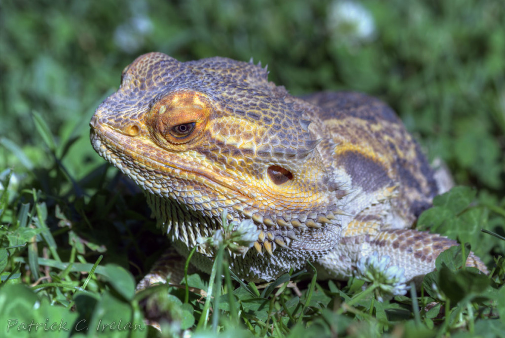 Bright Bearded Lizard, Charlottesville, Virginia | Photographs And Such