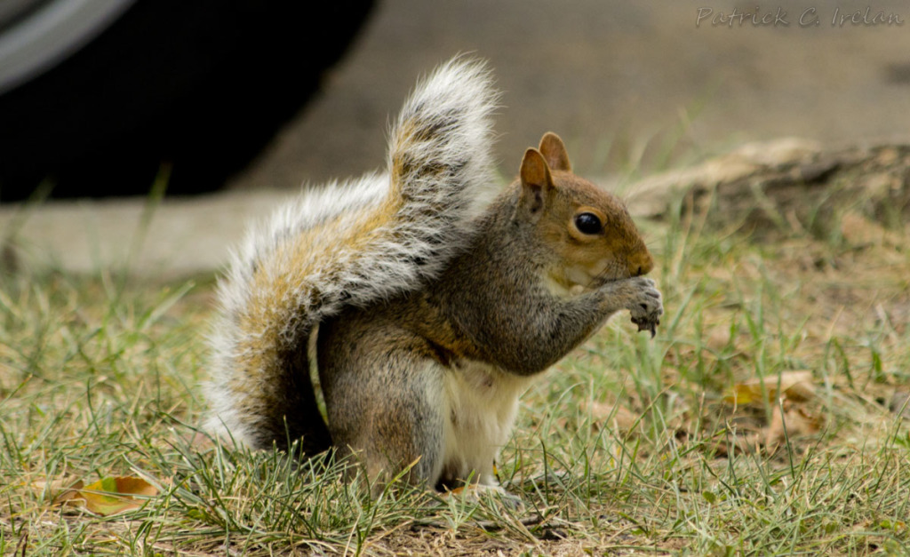 Urban Squirrel, National Mall, Washington, DC | Photographs and Such