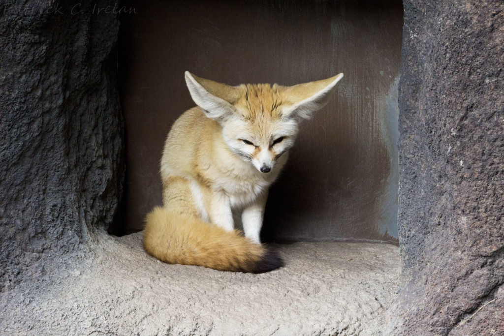 Fennec Fox, Virginia Zoological Park, Norfolk, Virginia | Photographs