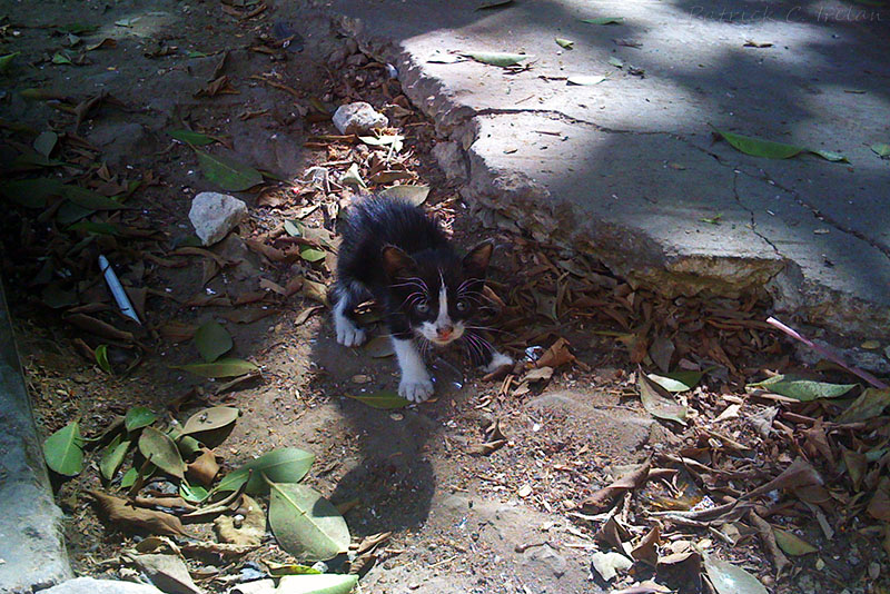 Street Kitten, Khan Al-Khalili Bazaar, Cairo, Egypt