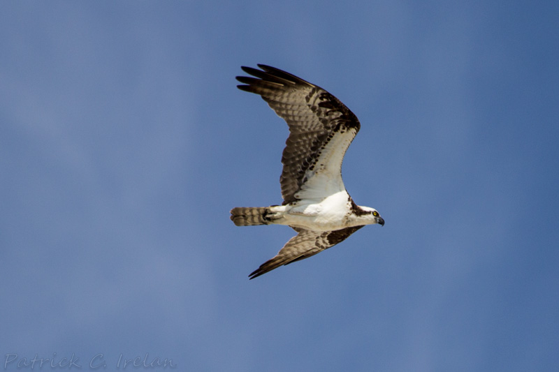 cape osprey