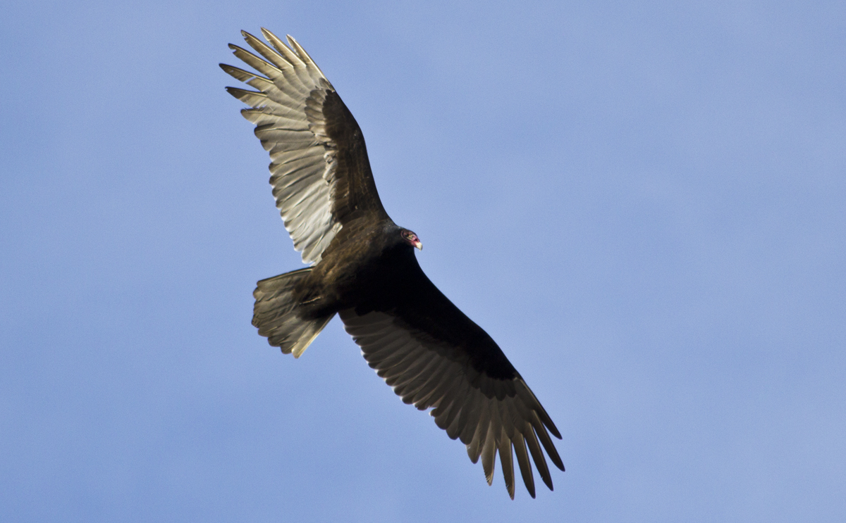 Turkey Buzzard, Blue Ridge Mountains, Central Virginia | Photographs ...